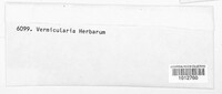 Vermicularia herbarum image